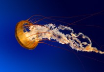 jellyfish.jpg